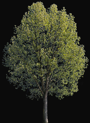 Quercus robur l13
