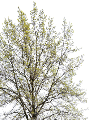 Quercus robur l14