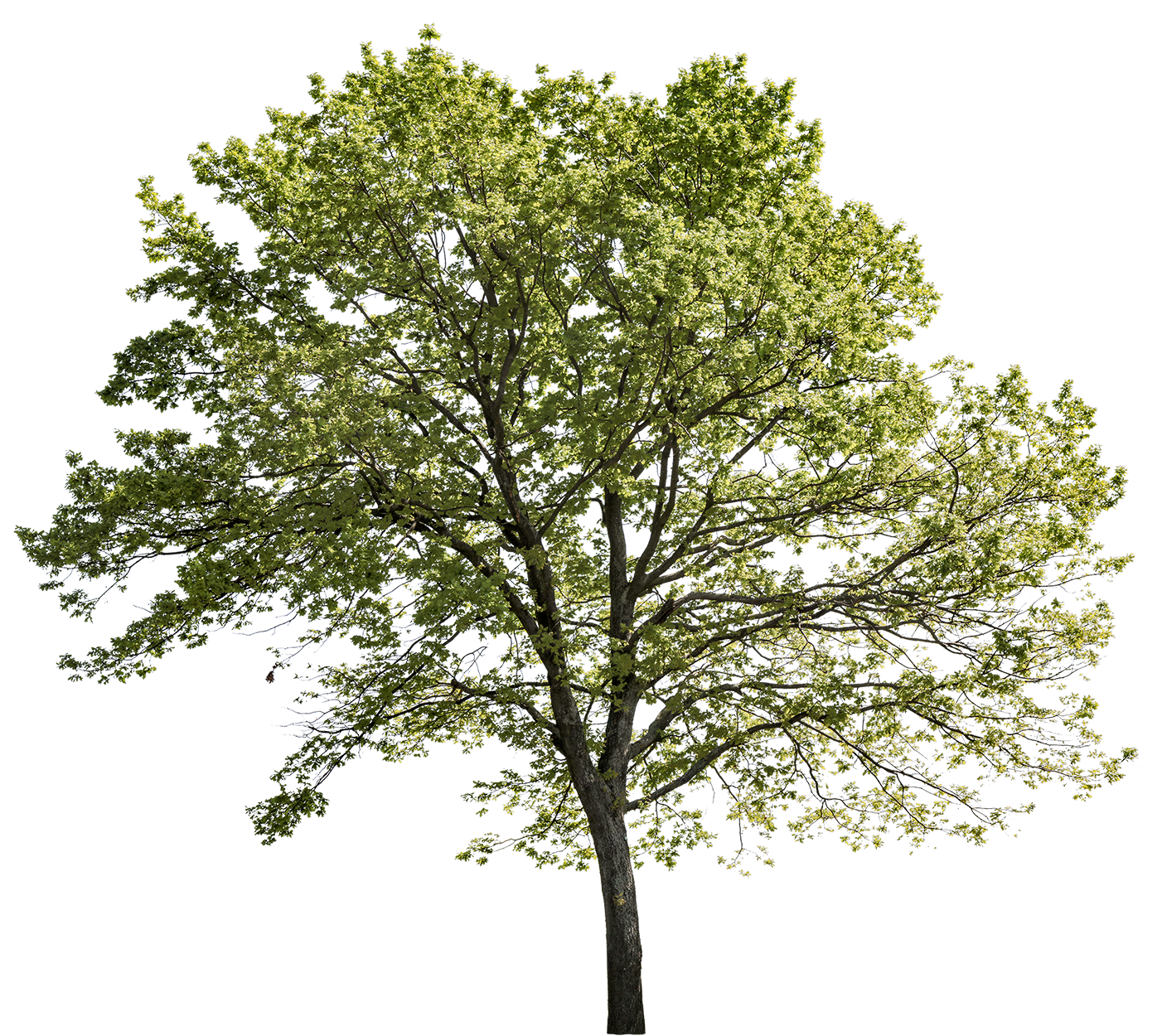 Quercus robur l15