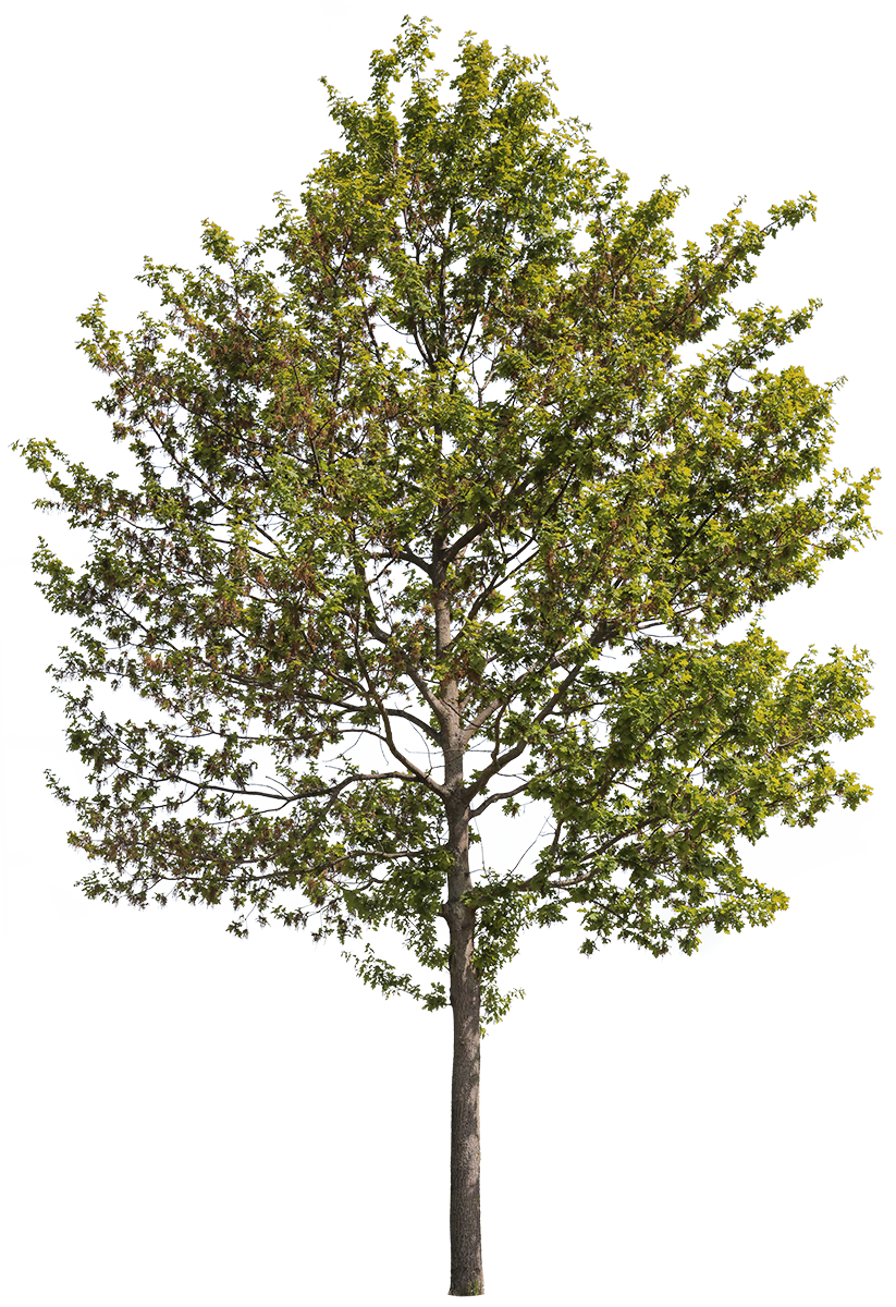Quercus robur m01 - cutout trees