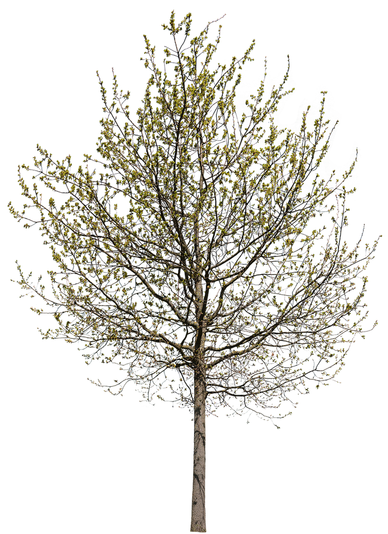 Quercus robur m02 – Cutout|trees