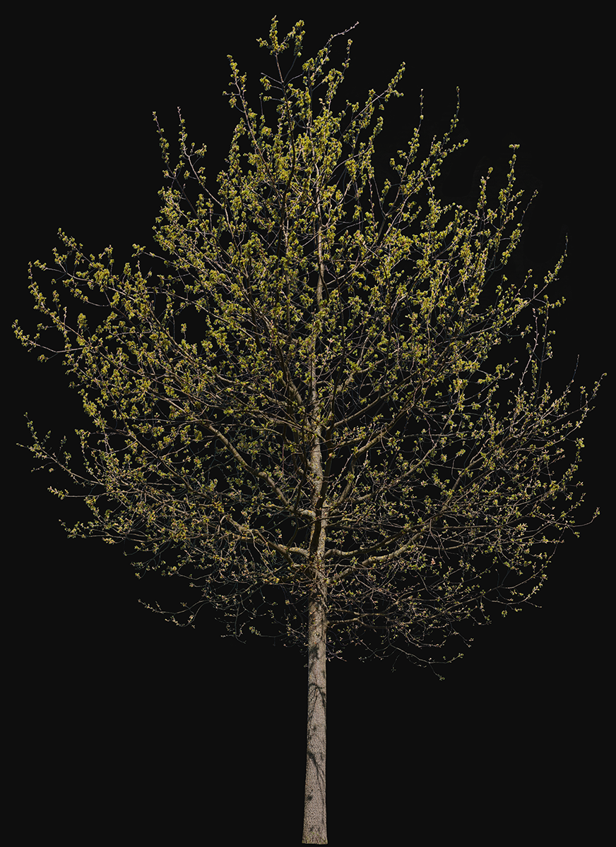 Quercus robur m02 - cutout trees