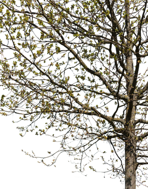 Quercus robur m02 - cutout trees