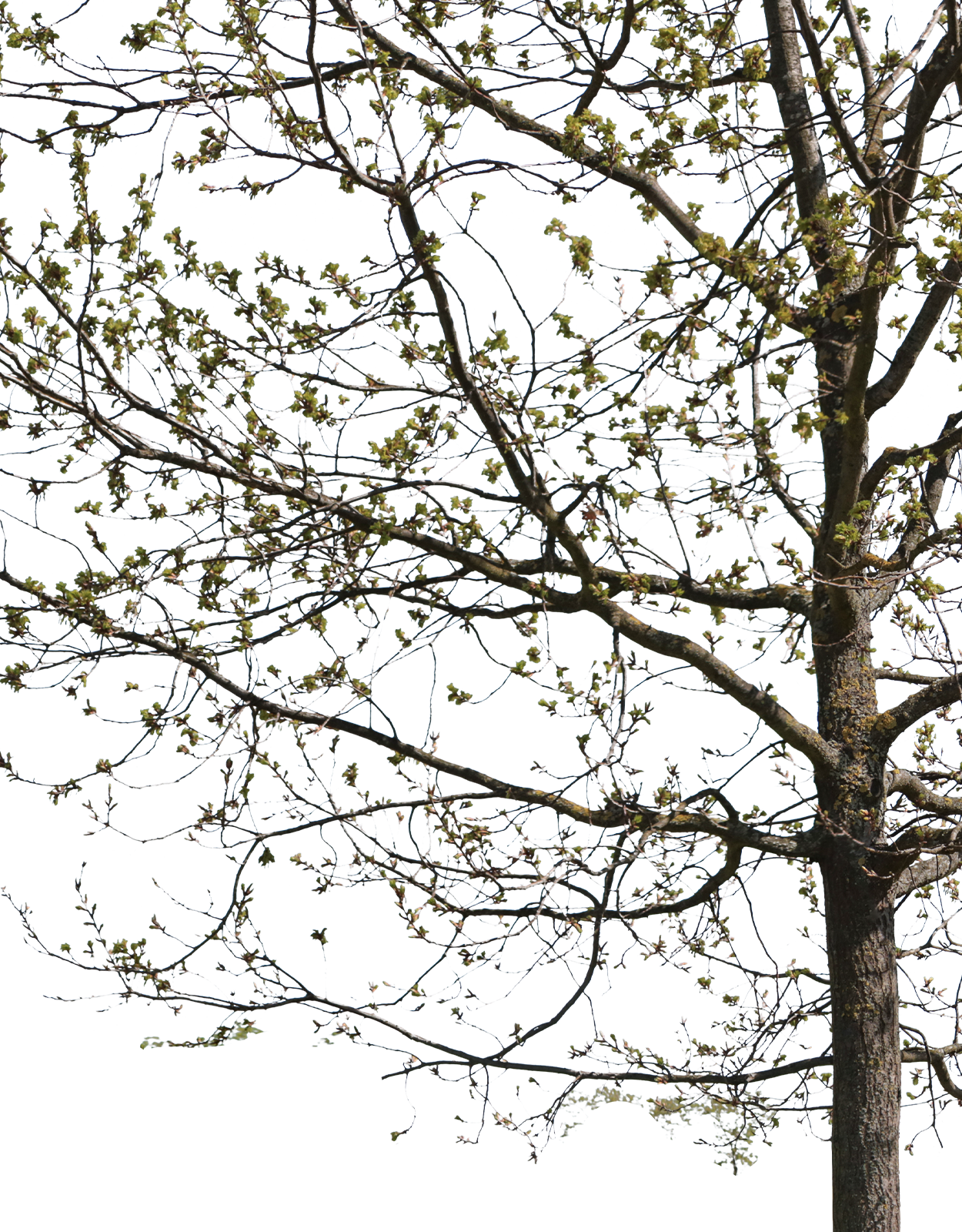 Quercus robur m03 - cutout trees