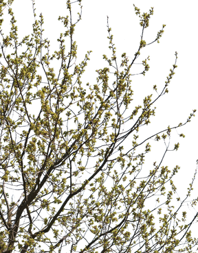 Quercus robur m03 - cutout trees