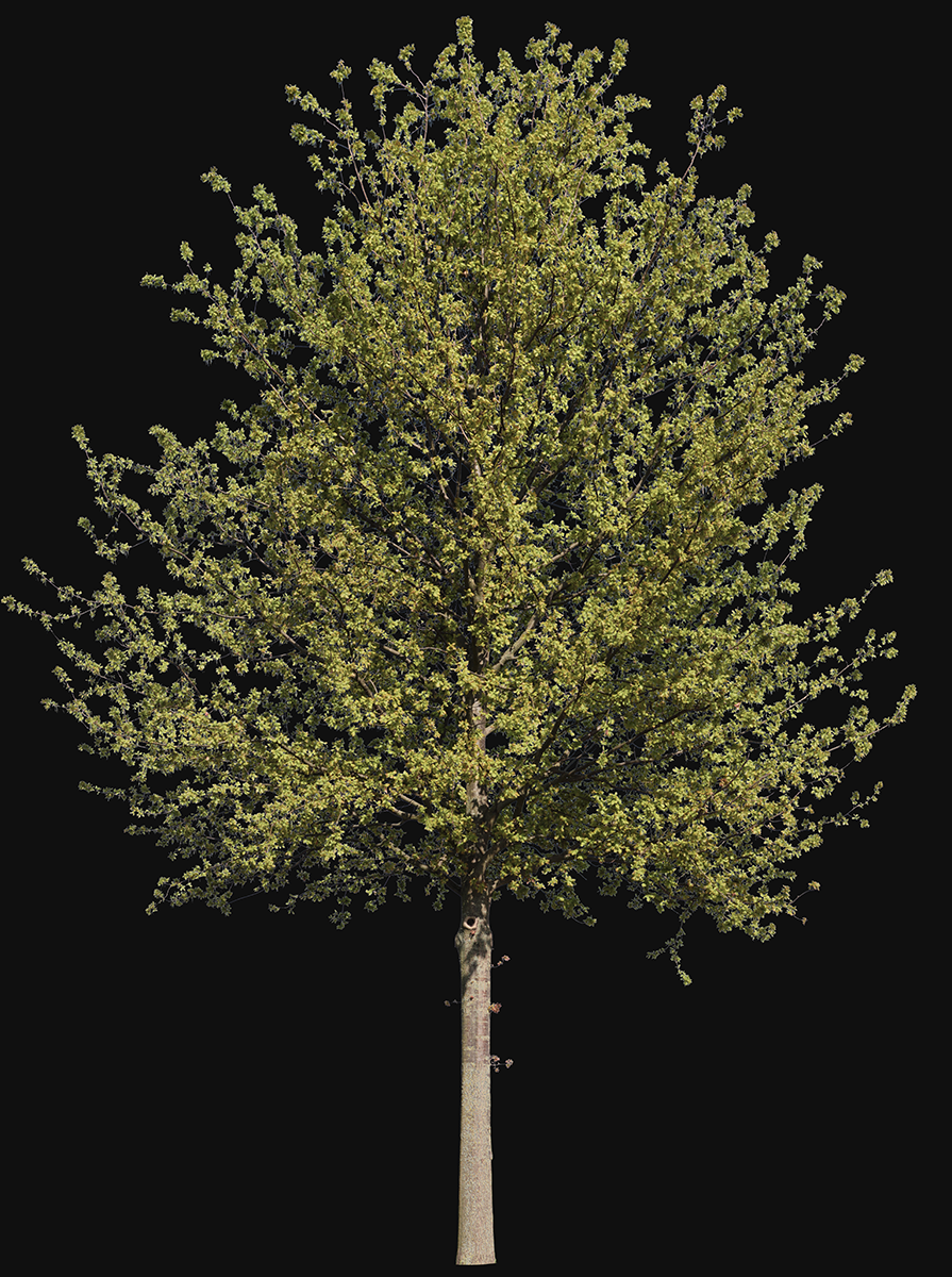 Quercus robur m04 - cutout trees