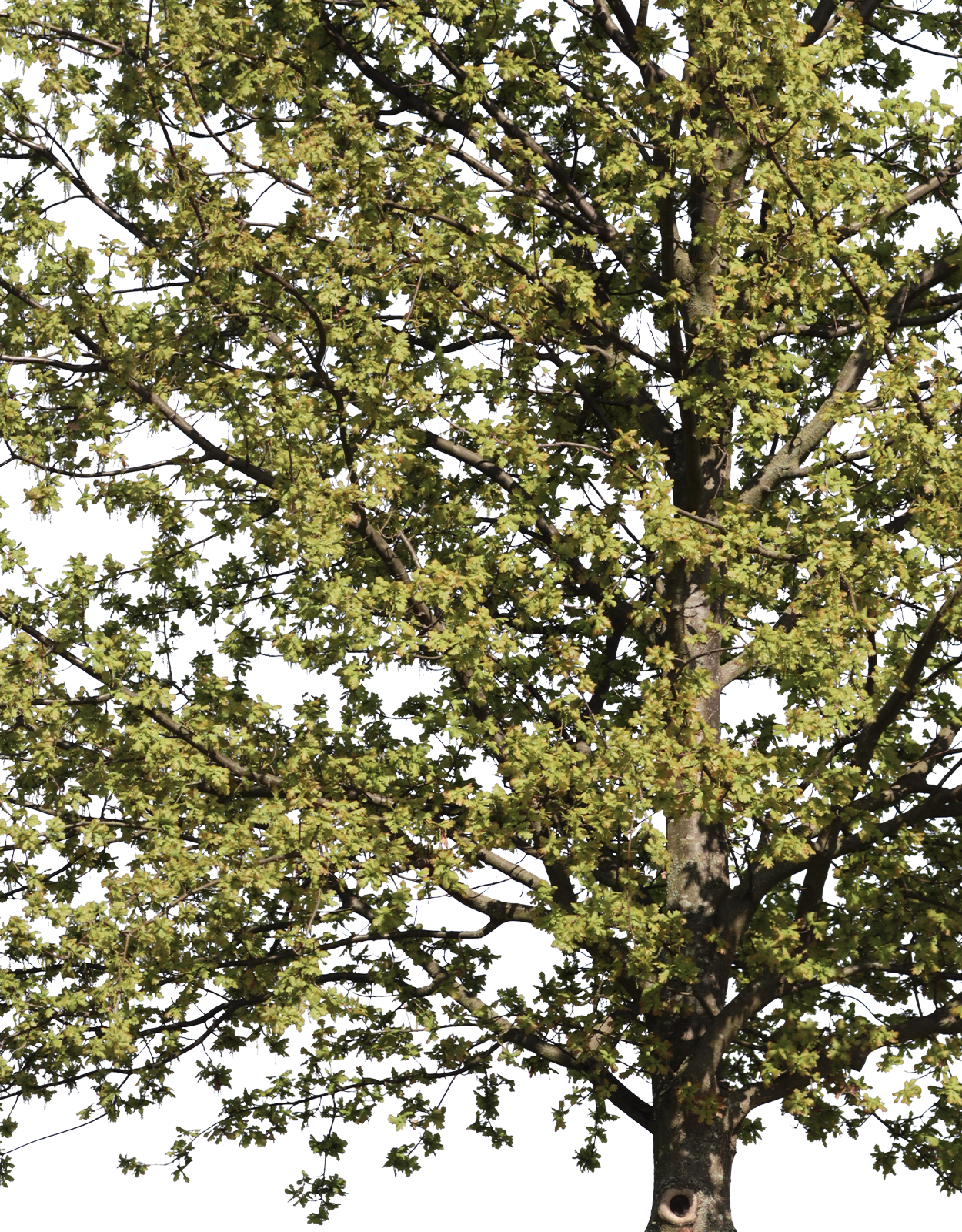 Quercus robur m04 - cutout trees