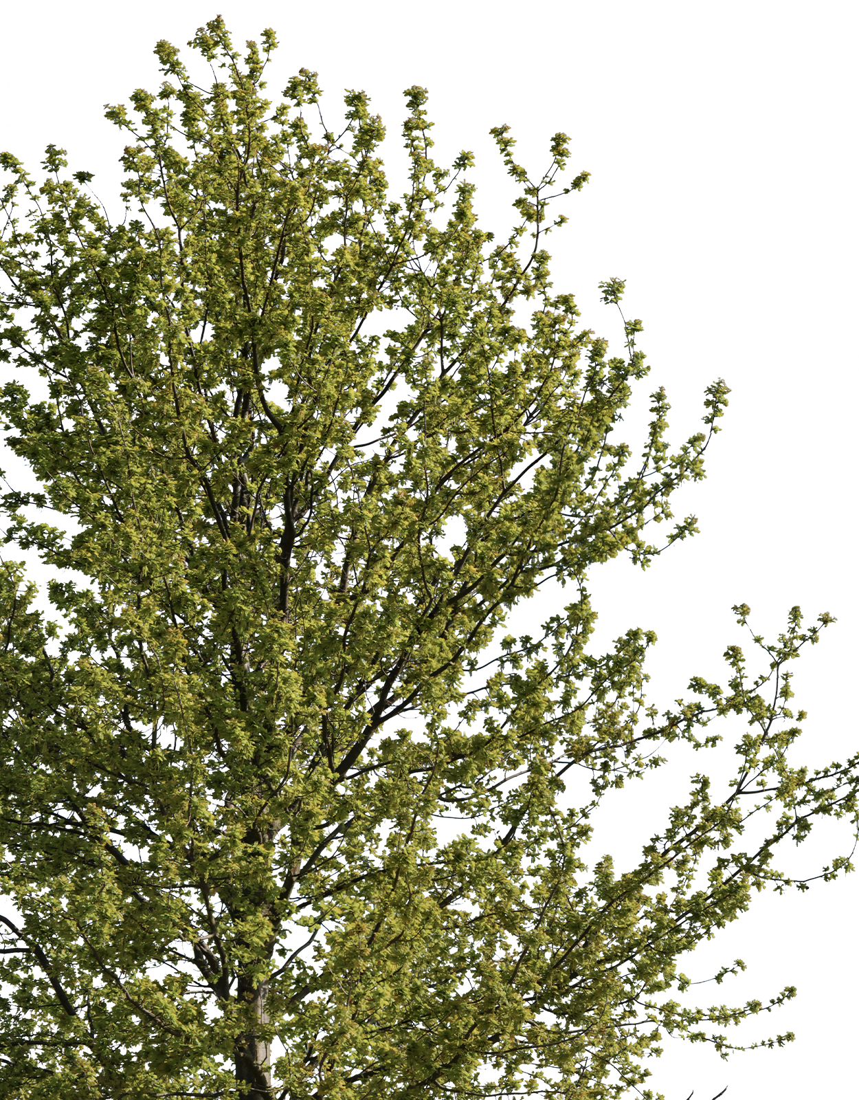 Quercus robur m05 - cutout trees