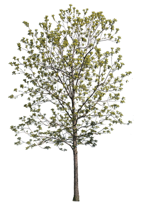 Quercus robur m06 - cutout trees
