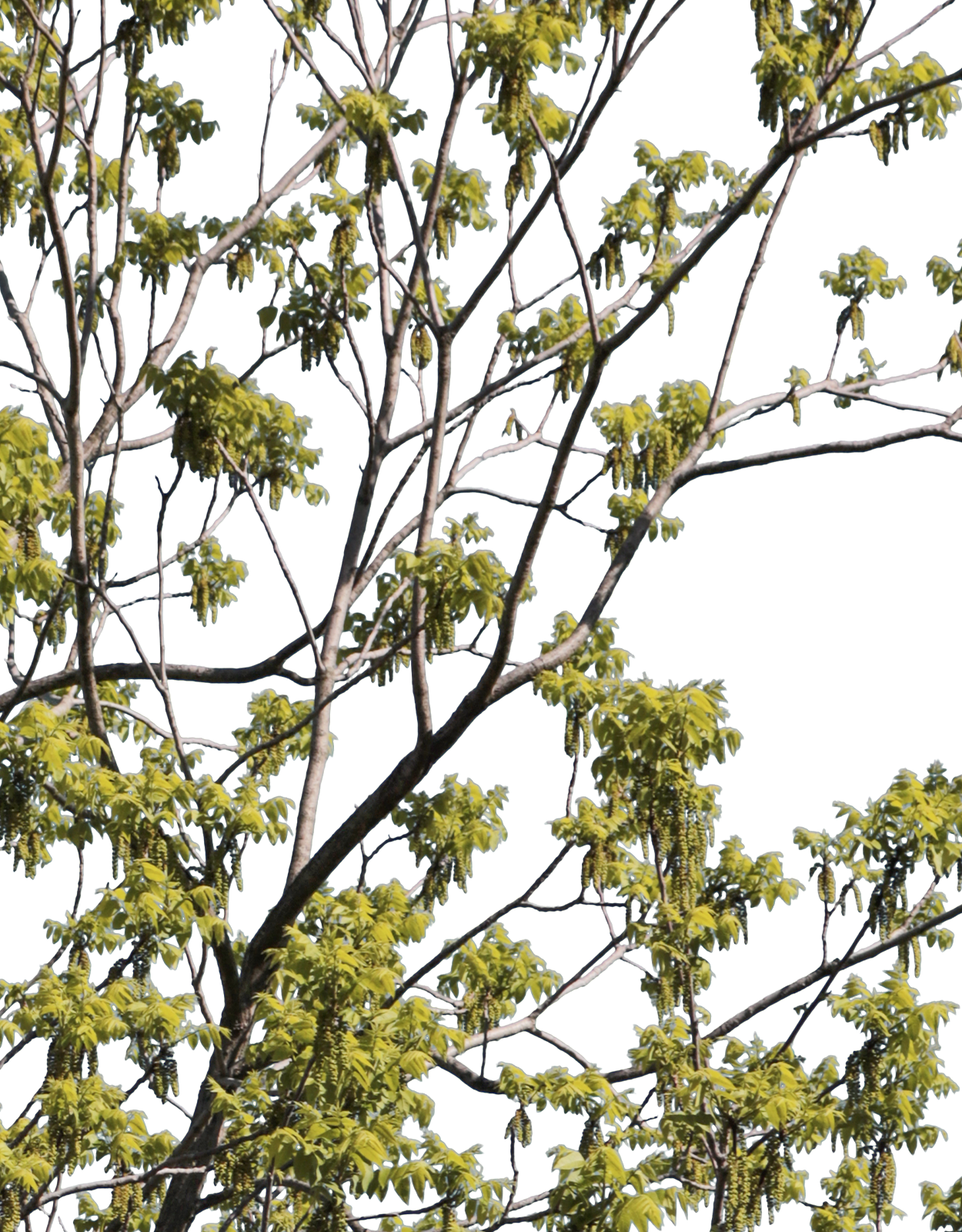 Quercus robur m06 - cutout trees