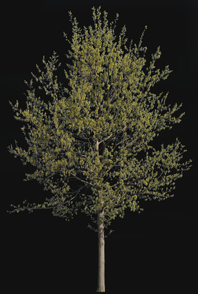 Quercus robur S03