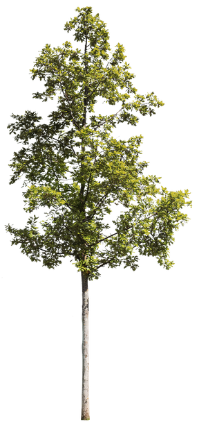 Quercus robur S04
