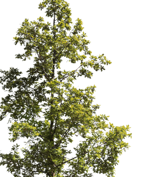 Quercus robur S04