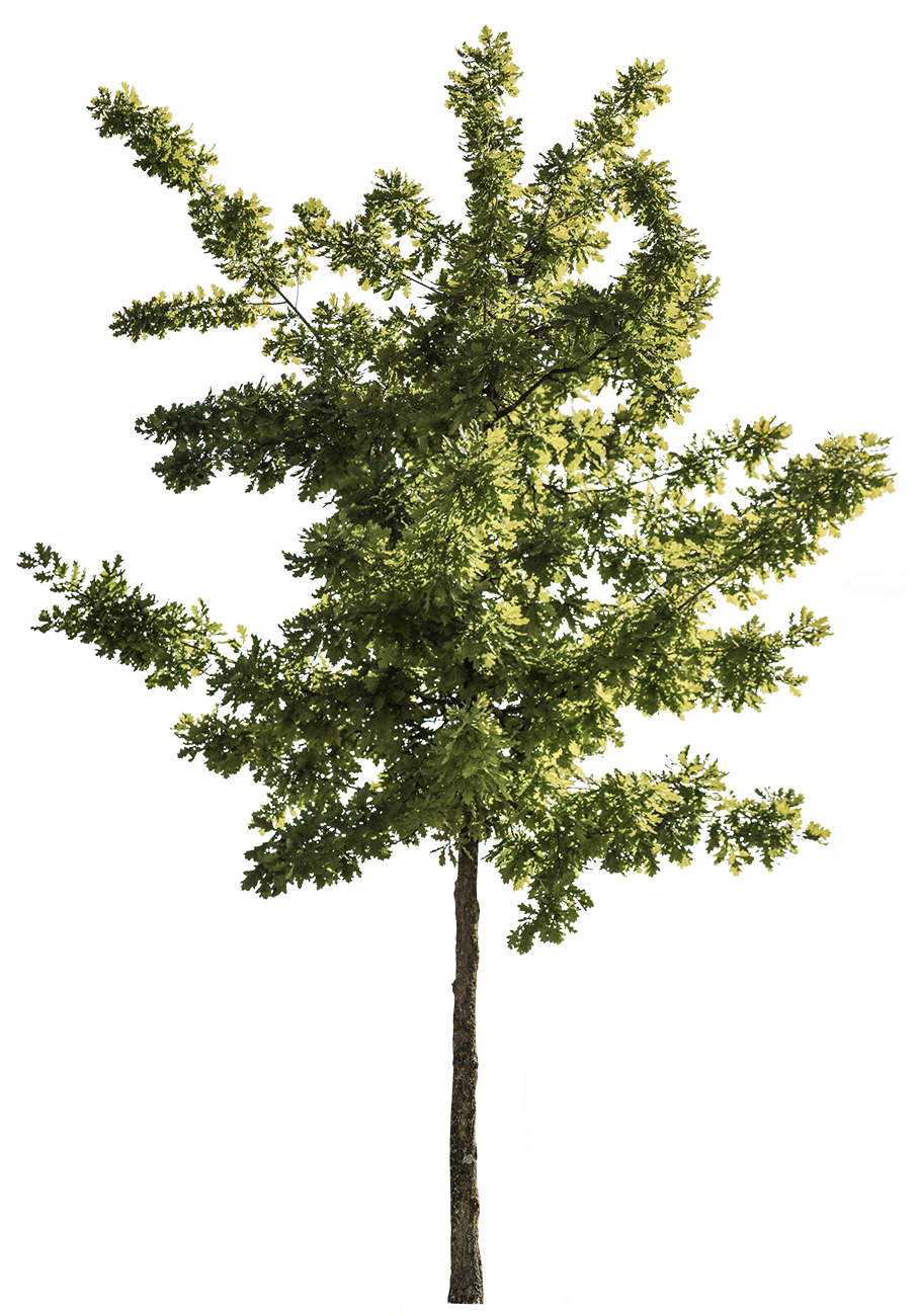 Quercus robur S05