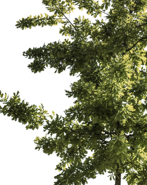 Quercus robur S05