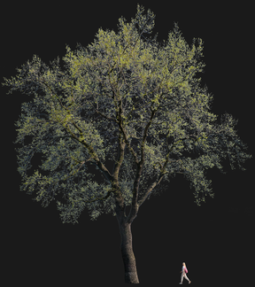 Quercus rubra l01
