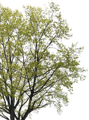 Quercus rubra l02