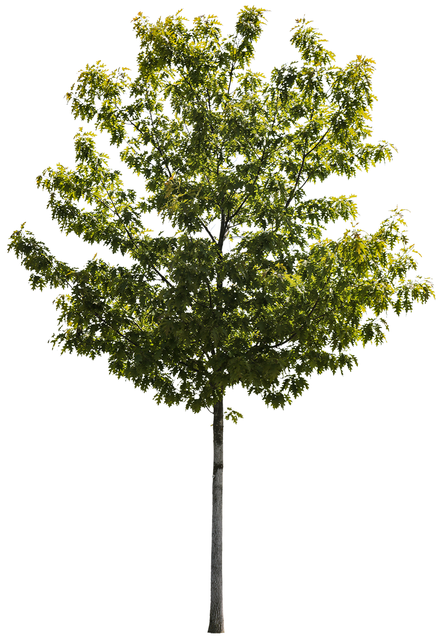 Quercus rubra S01