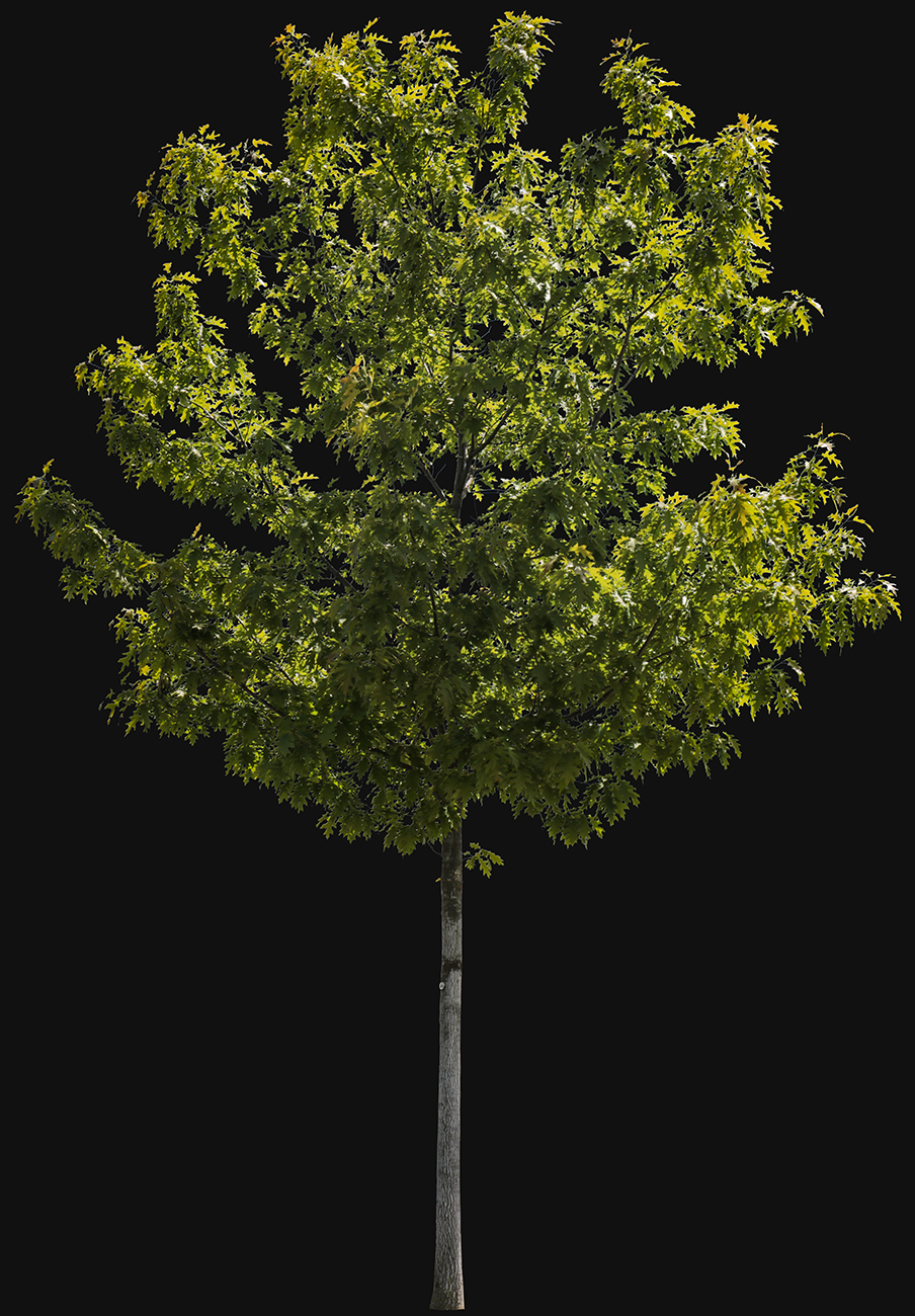 Quercus rubra S01