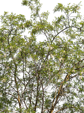 Robinia pseudoacacia l03