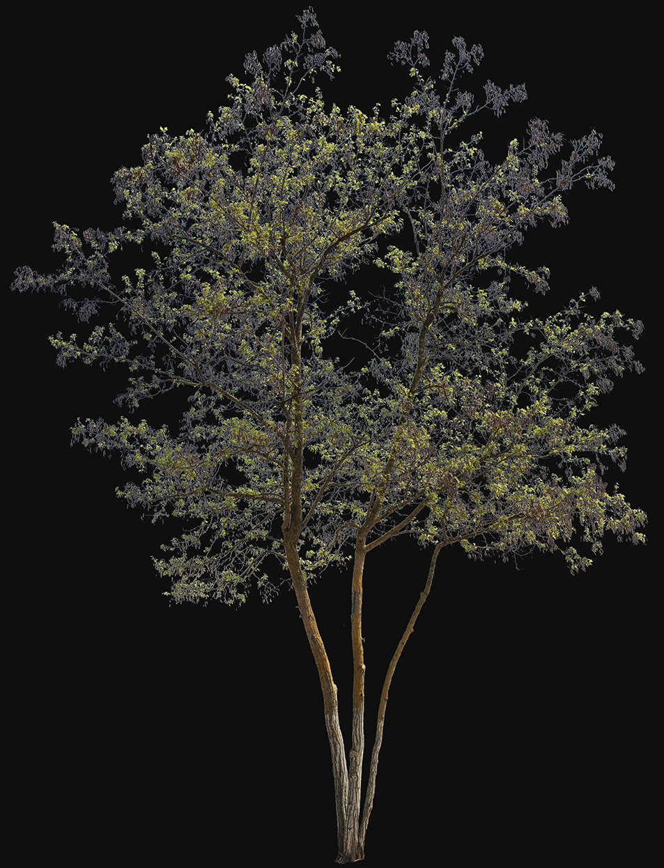 Robinia pseudoacacia m01 - cutout trees
