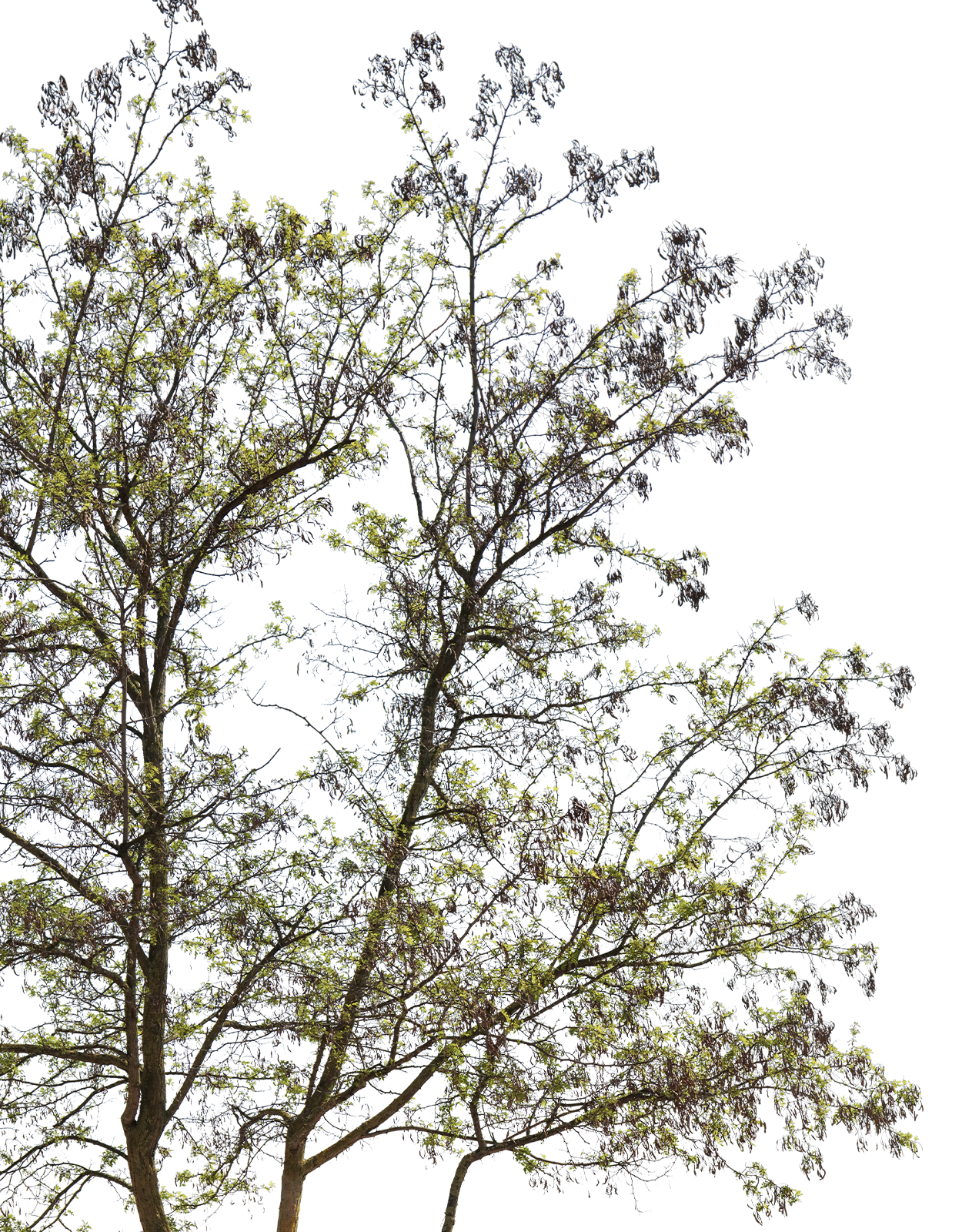 Robinia pseudoacacia m01 - cutout trees