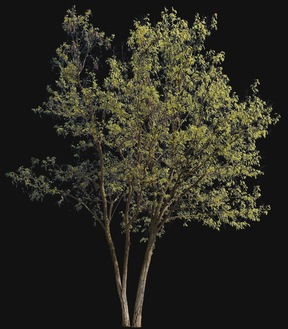 Robinia pseudoacacia m02 - cutout trees