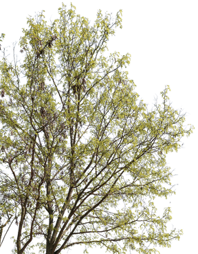 Robinia pseudoacacia m02 - cutout trees
