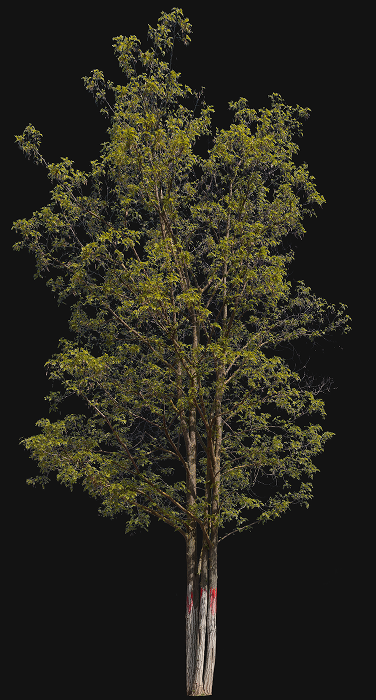 Robinia pseudoacacia m03 - cutout trees