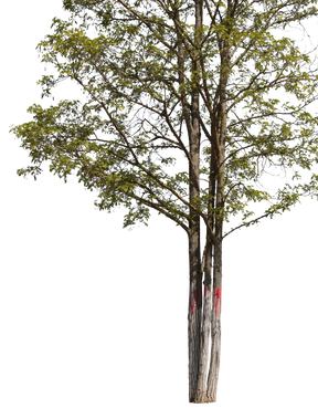 Robinia pseudoacacia m03 - cutout trees
