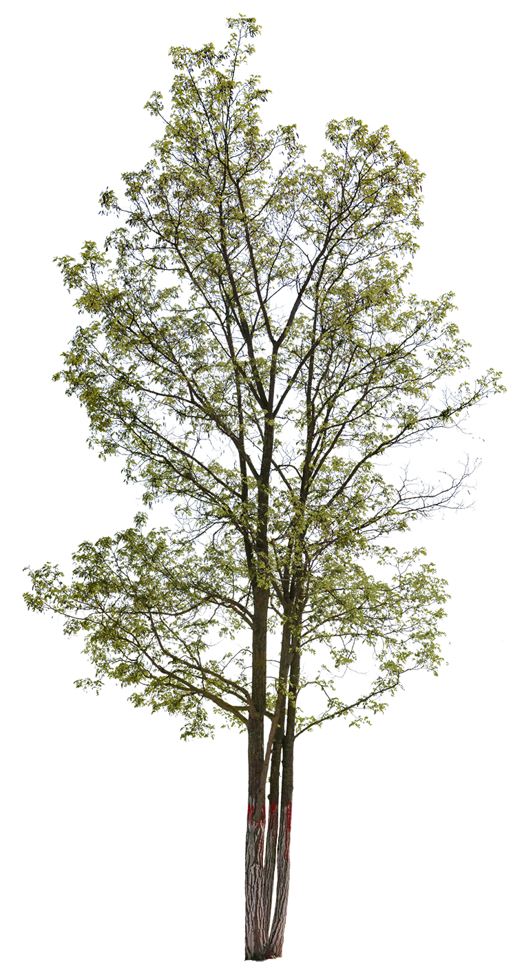 Robinia pseudoacacia m04 - cutout trees