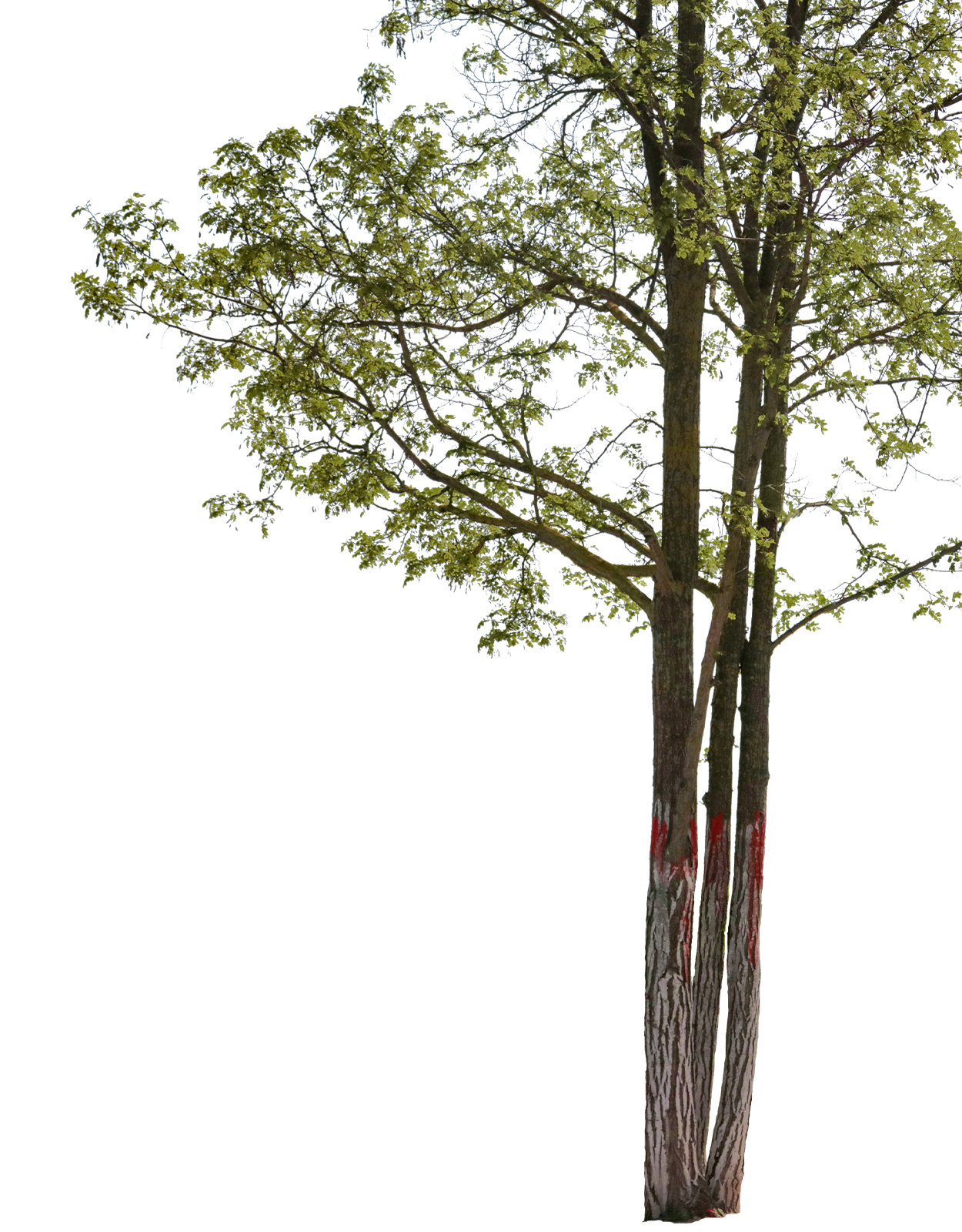 Robinia pseudoacacia m04 - cutout trees