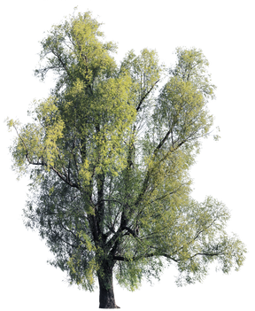 Salix alba l01