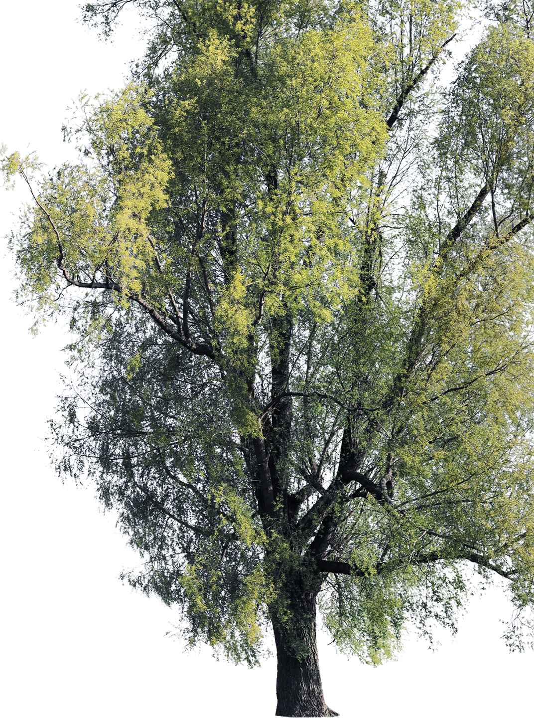 Salix alba l01