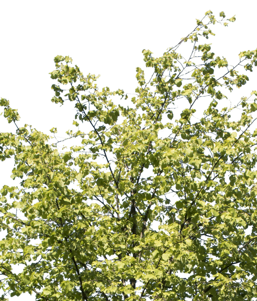 Small Tree — PNG Cutout – Cutout|trees