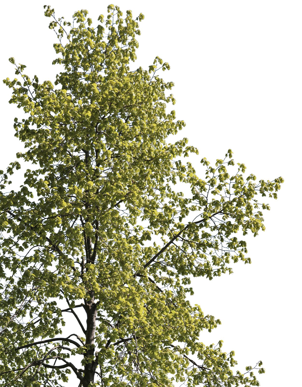 Tilia cordata m01 - cutout trees