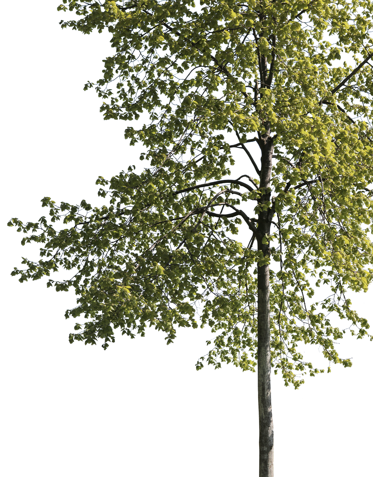 Tilia cordata m01 - cutout trees