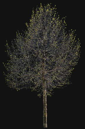 Tila cordata m02 - cutout trees