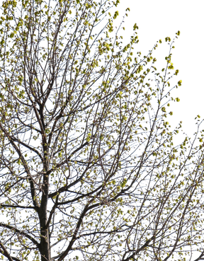 Tila cordata m02 - cutout trees