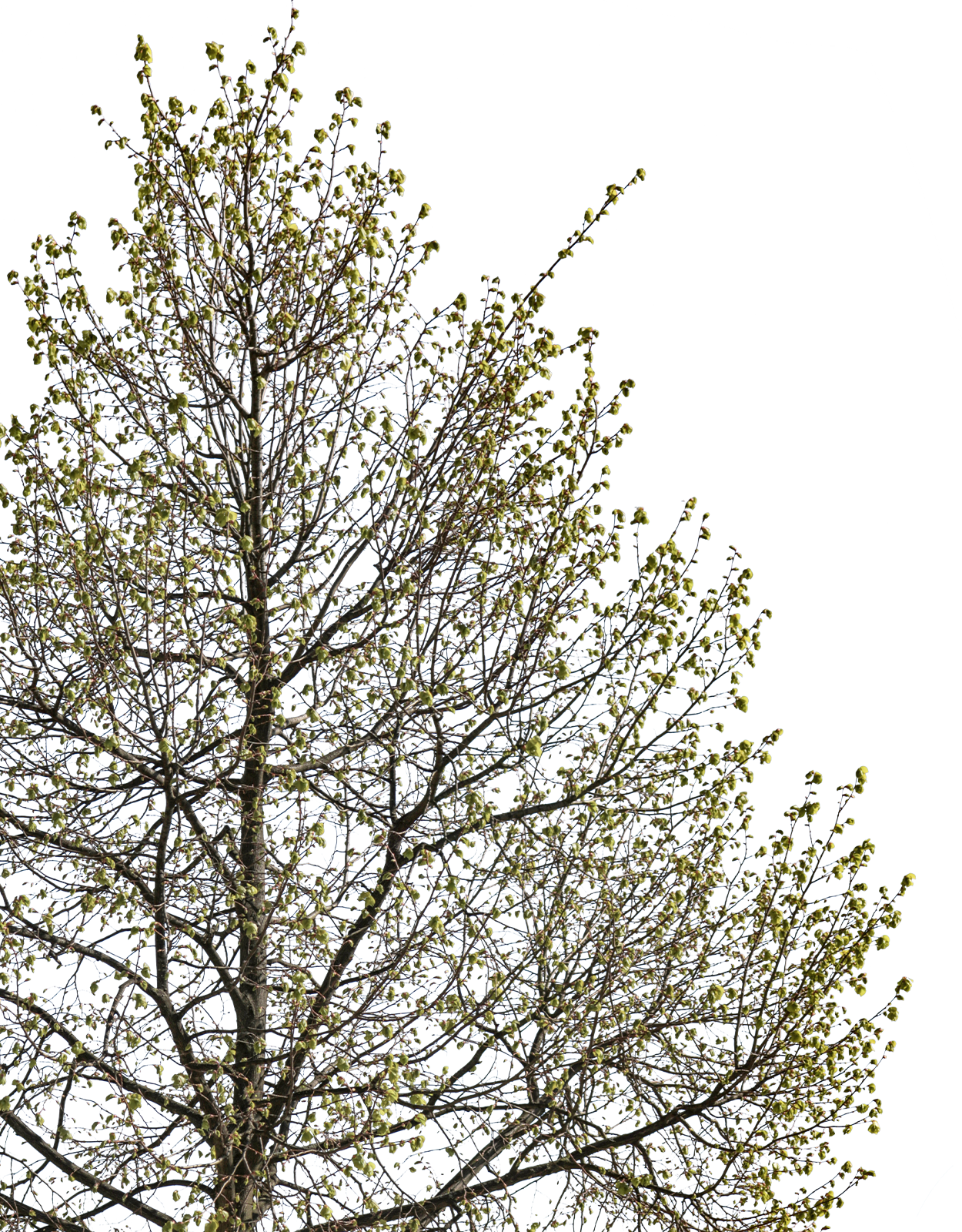 Tila cordata m03 - cutout trees