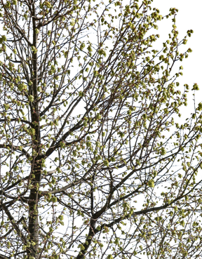 Tila cordata m03 - cutout trees