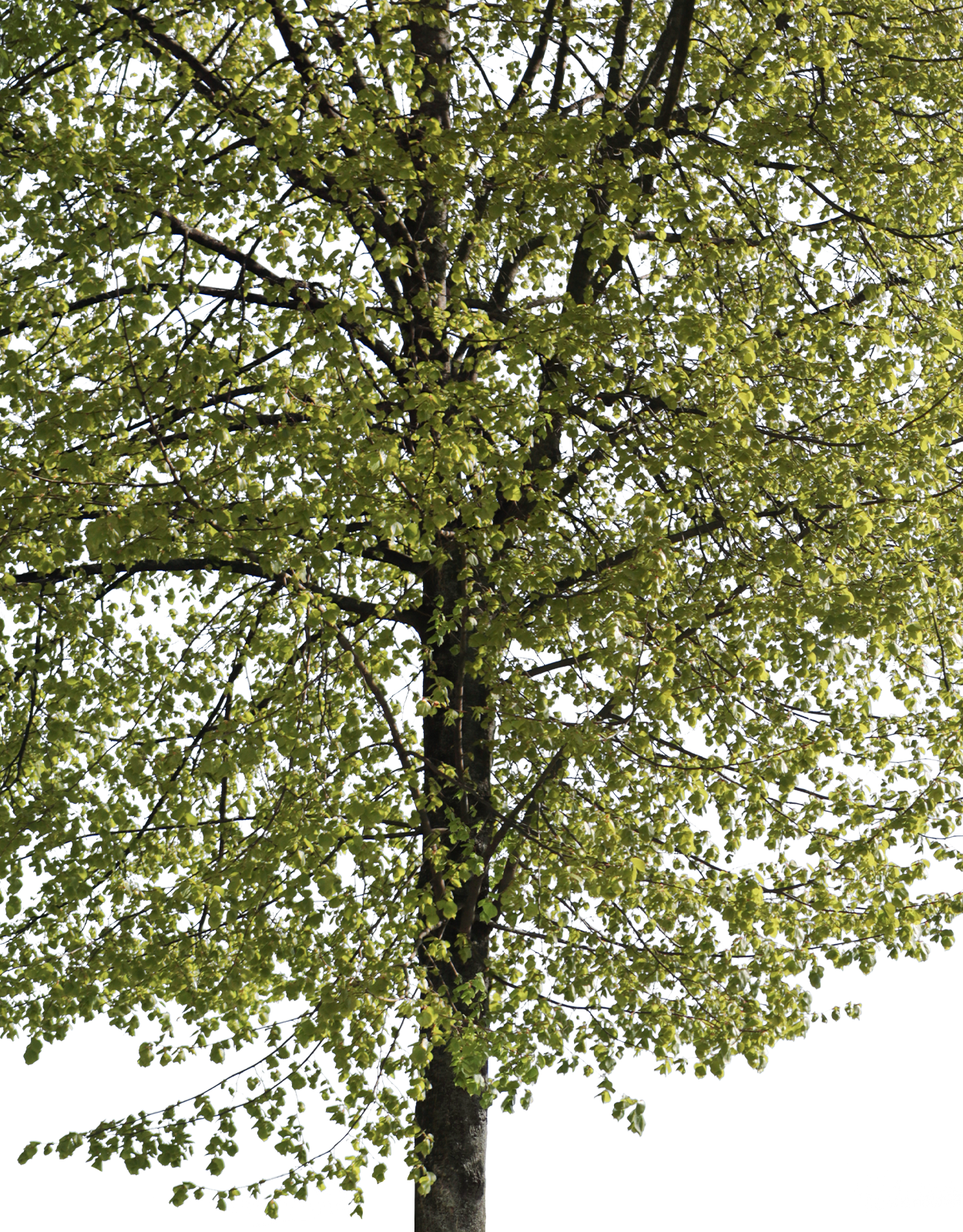 Tila cordata m04 - cutout trees
