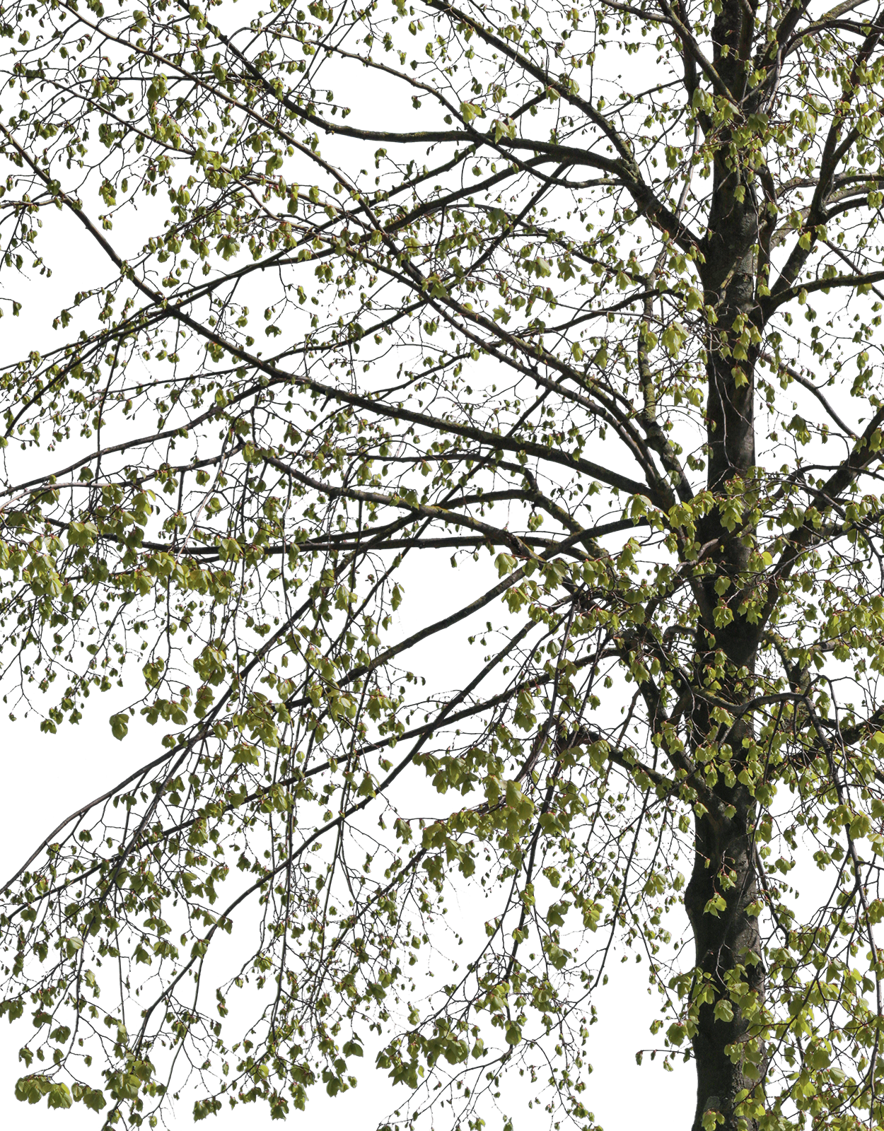 Tila cordata m05 - cutout trees