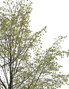 Tila cordata m05 - cutout trees