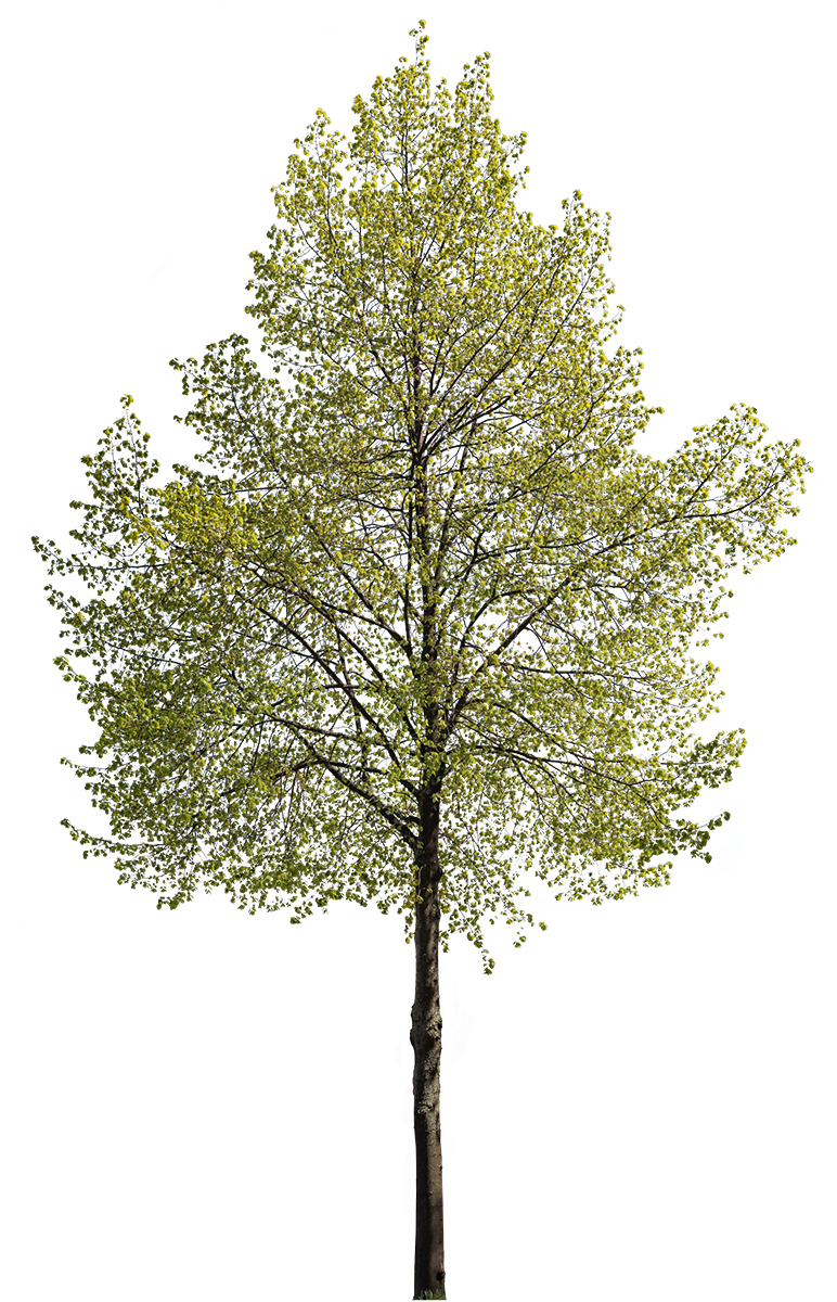 Tilia cordata m07 - Cutout|trees