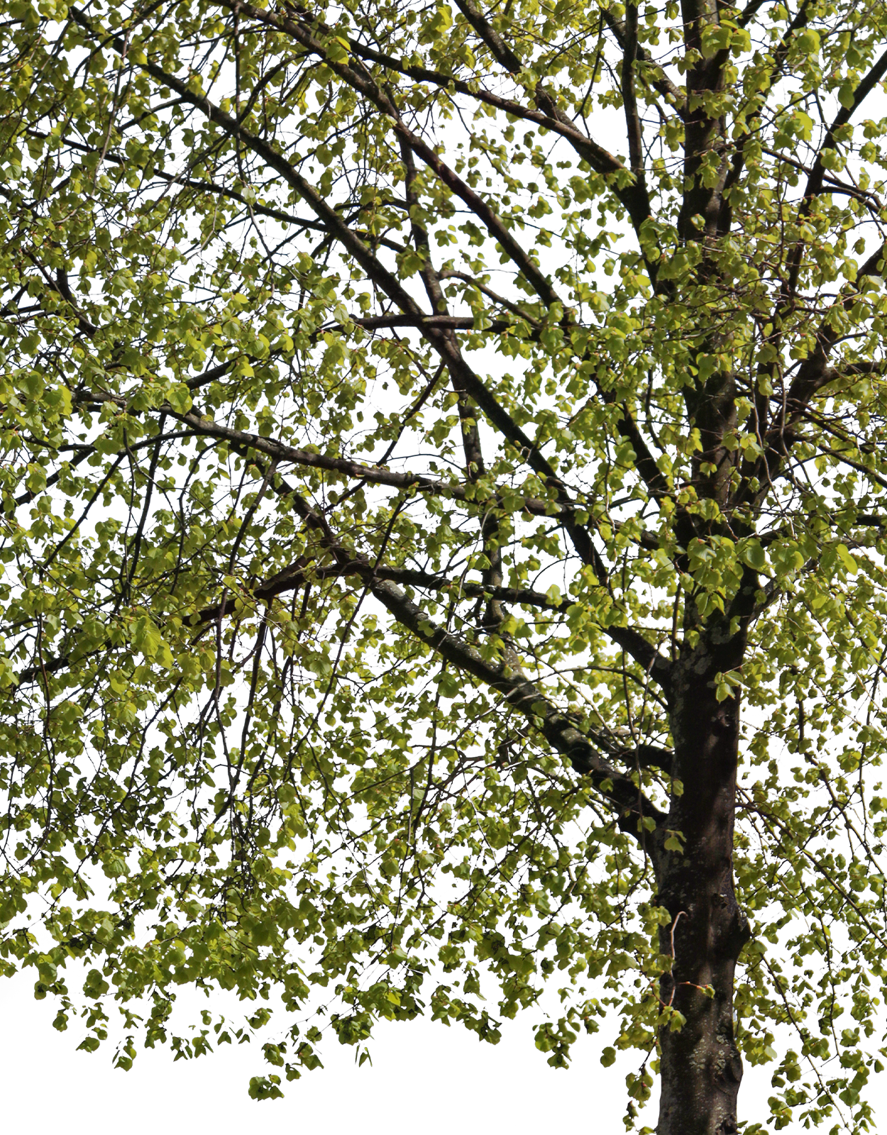 Tilia cordata m07 - Cutout|trees
