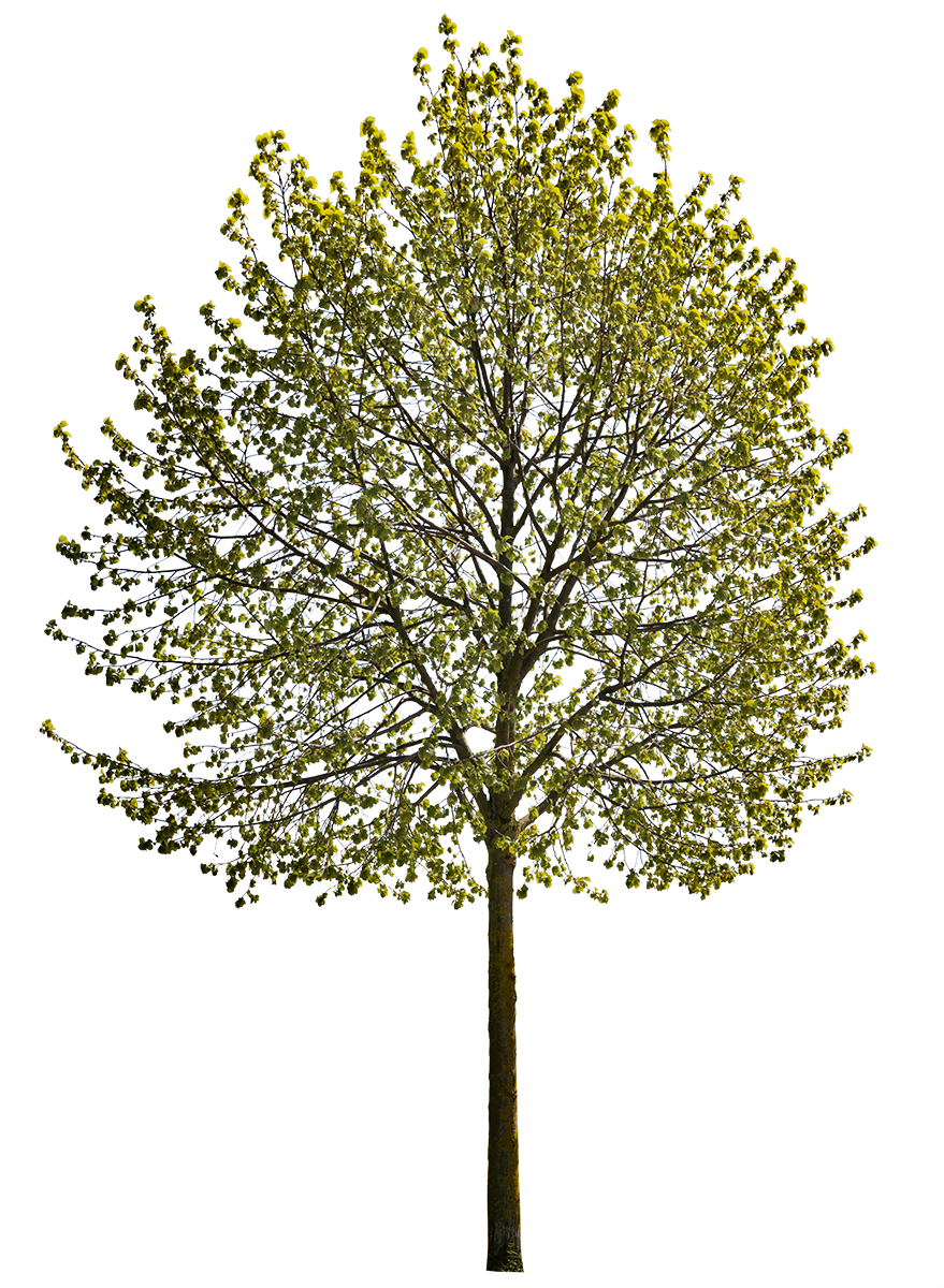 cutout tilia tree