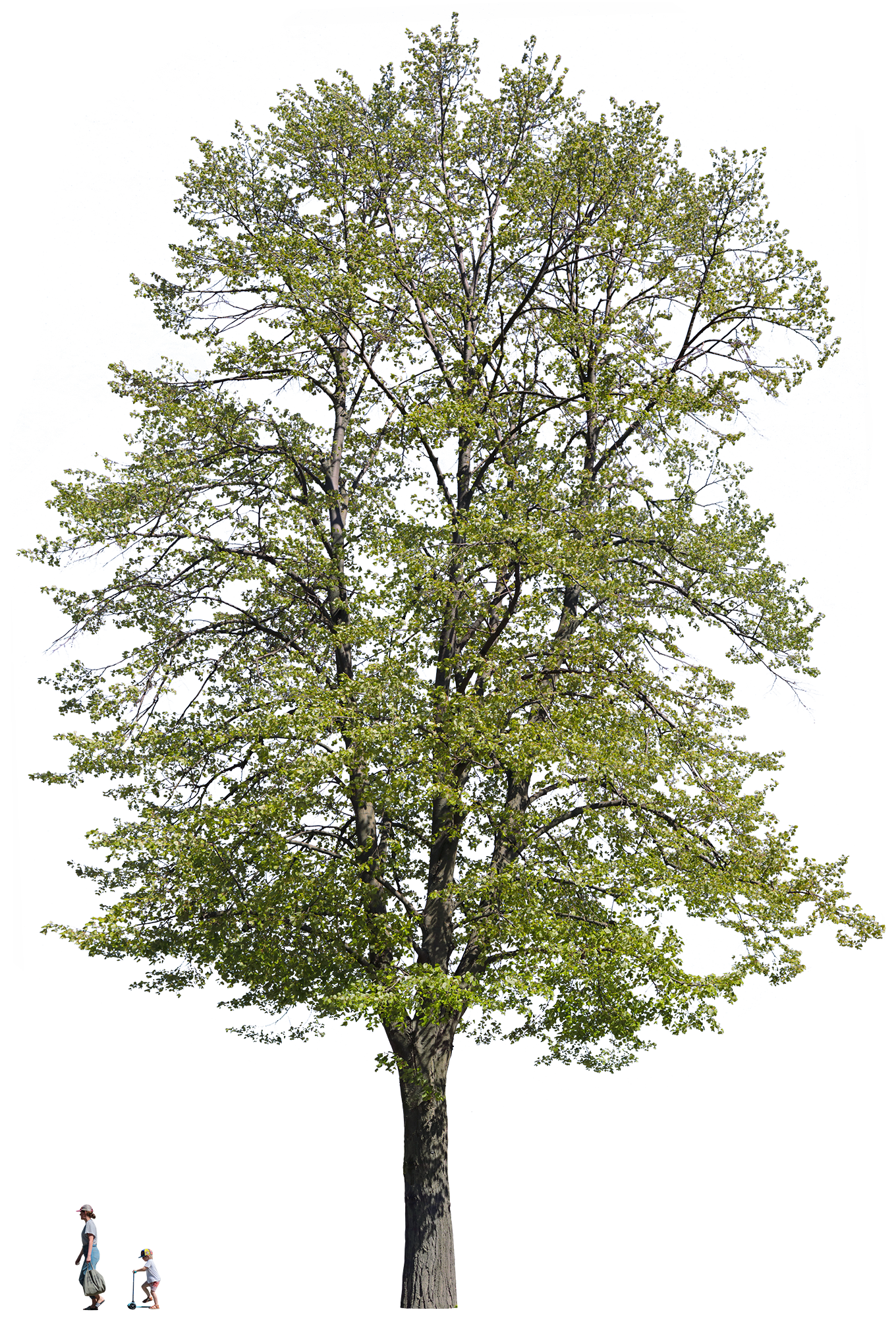Large tilia tomentosa tree