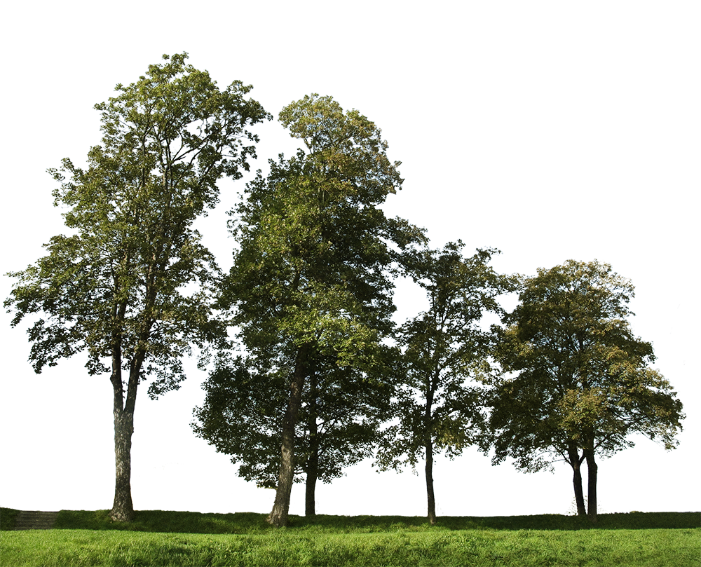 Big trees group 2 - cutout trees