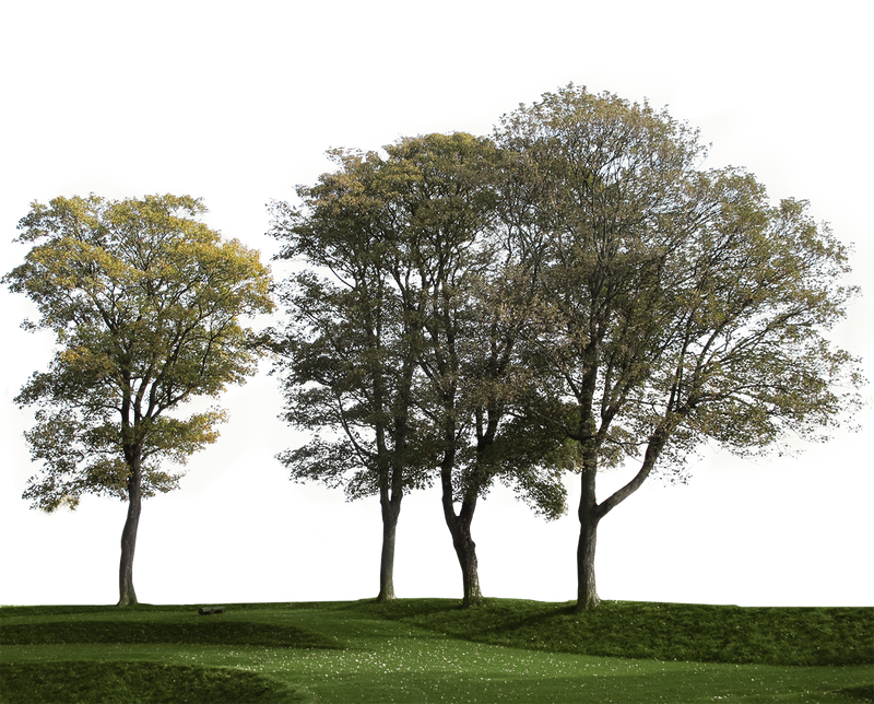 Tree Group — PNG Cutout – Cutout|trees